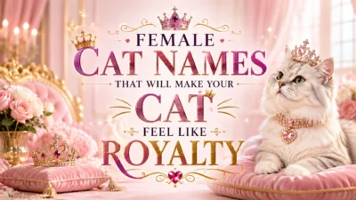 Female Cat Names That Will Make Your Cat Feel Like Royalty