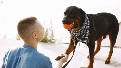 Decoding Canine Body Language