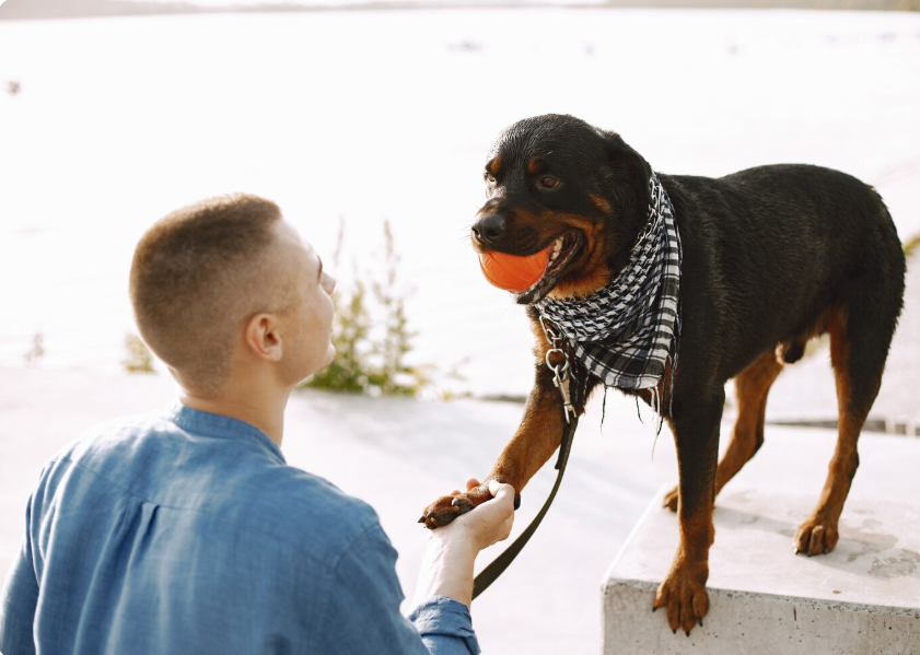 Decoding Canine Body Language